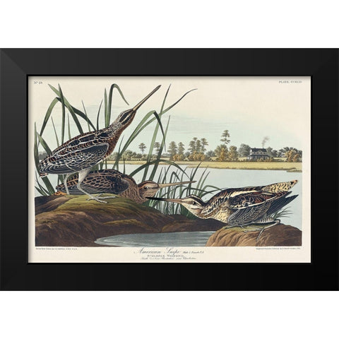 American Snipe Black Modern Wood Framed Art Print by Audubon, John James