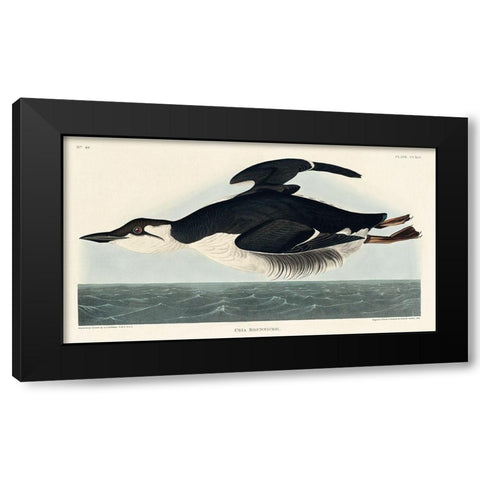 Uria Brunnichi Black Modern Wood Framed Art Print by Audubon, John James