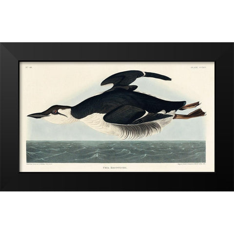 Uria Brunnichi Black Modern Wood Framed Art Print by Audubon, John James
