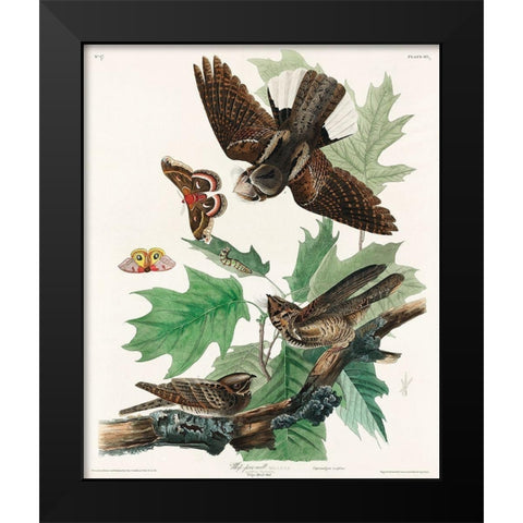 Whip-poor-will Black Modern Wood Framed Art Print by Audubon, John James