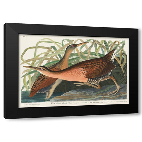 Fresh Water Marsh Black Modern Wood Framed Art Print with Double Matting by Audubon, John James