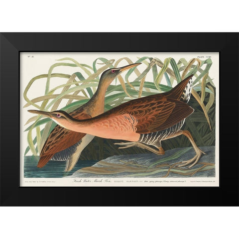 Fresh Water Marsh Black Modern Wood Framed Art Print by Audubon, John James