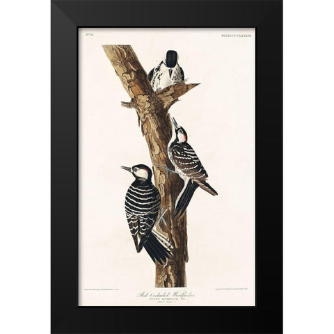 Red-Cockaded Woodpecker Black Modern Wood Framed Art Print by Audubon, John James