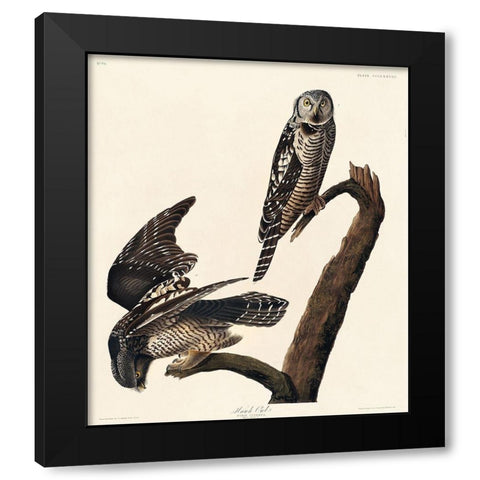 Hawk Owl Black Modern Wood Framed Art Print by Audubon, John James