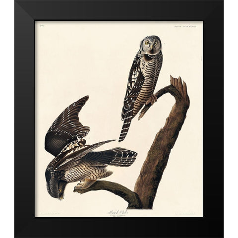 Hawk Owl Black Modern Wood Framed Art Print by Audubon, John James