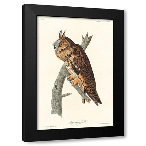 Long-eared Owl Black Modern Wood Framed Art Print by Audubon, John James