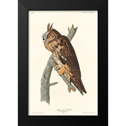 Long-eared Owl Black Modern Wood Framed Art Print by Audubon, John James