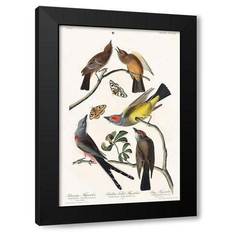 Arkansaw Flycatcher, Swallow-Tailed Flycatcher and Says Flycatcher Black Modern Wood Framed Art Print with Double Matting by Audubon, John James