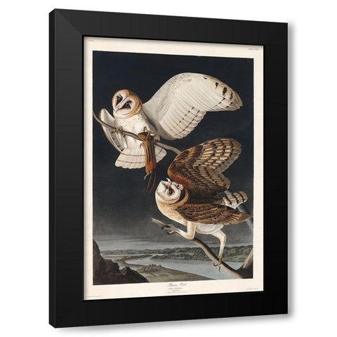 Barn OwlÂ  Black Modern Wood Framed Art Print with Double Matting by Audubon, John James