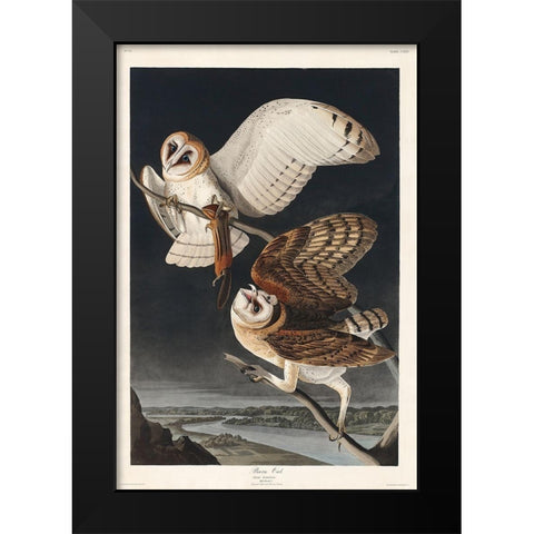 Barn OwlÂ  Black Modern Wood Framed Art Print by Audubon, John James