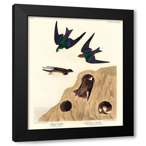 Bank Swallow and Violet-green Swallow Black Modern Wood Framed Art Print with Double Matting by Audubon, John James