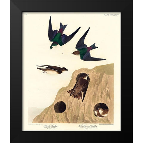 Bank Swallow and Violet-green Swallow Black Modern Wood Framed Art Print by Audubon, John James