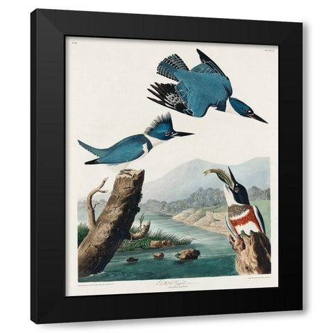 Belted Kingfisher Black Modern Wood Framed Art Print by Audubon, John James