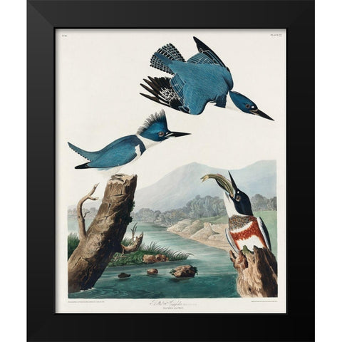 Belted Kingfisher Black Modern Wood Framed Art Print by Audubon, John James