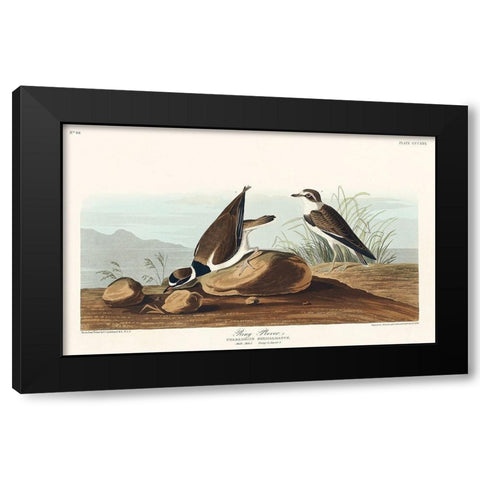 Ring Plover Black Modern Wood Framed Art Print with Double Matting by Audubon, John James