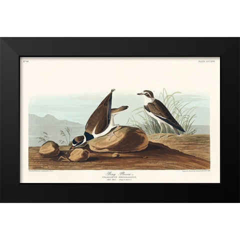 Ring Plover Black Modern Wood Framed Art Print by Audubon, John James