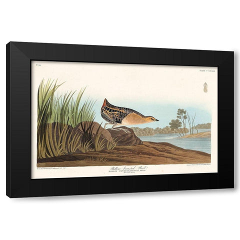 Yellow-breasted Rail Black Modern Wood Framed Art Print by Audubon, John James