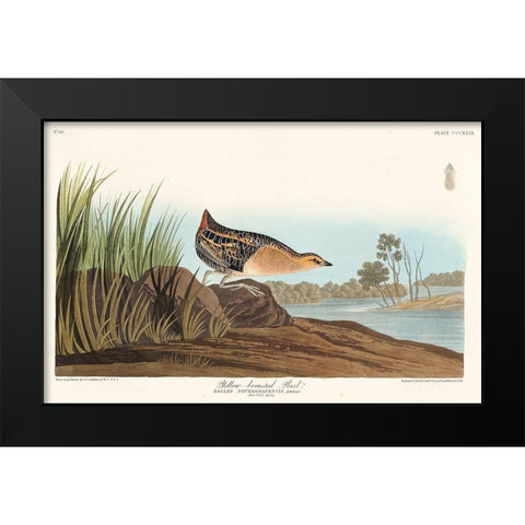 Yellow-breasted Rail Black Modern Wood Framed Art Print by Audubon, John James