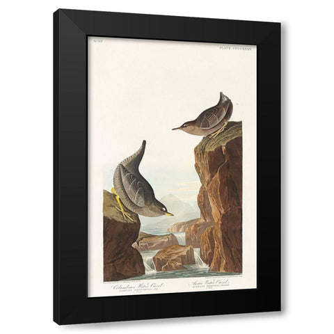 Columbian Water Ouzel and Arctic Water Ouzel Black Modern Wood Framed Art Print by Audubon, John James