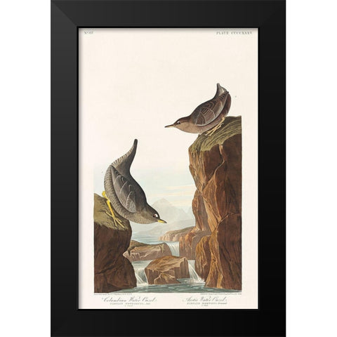 Columbian Water Ouzel and Arctic Water Ouzel Black Modern Wood Framed Art Print by Audubon, John James