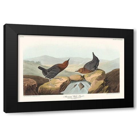 American Water Ouzel Black Modern Wood Framed Art Print by Audubon, John James