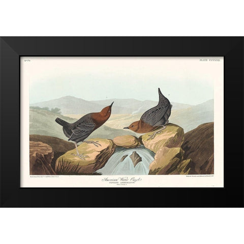American Water Ouzel Black Modern Wood Framed Art Print by Audubon, John James