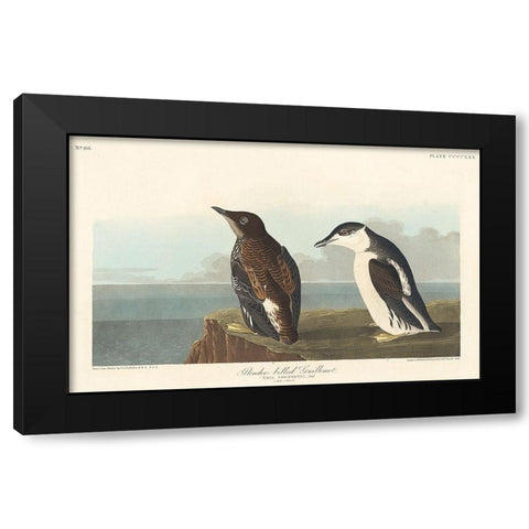 Slender-billed Guillemot Black Modern Wood Framed Art Print by Audubon, John James
