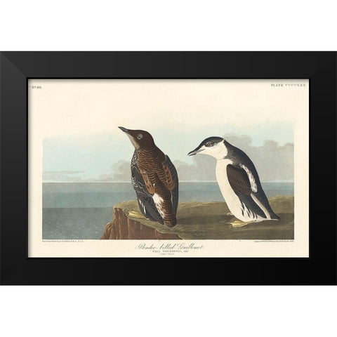 Slender-billed Guillemot Black Modern Wood Framed Art Print by Audubon, John James