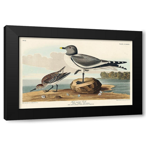 Fork-tailed Gull Black Modern Wood Framed Art Print with Double Matting by Audubon, John James