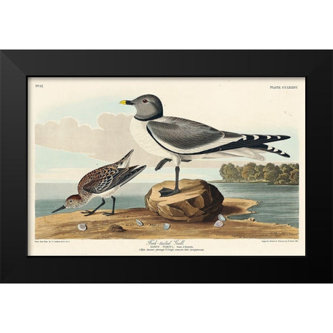 Fork-tailed Gull Black Modern Wood Framed Art Print by Audubon, John James