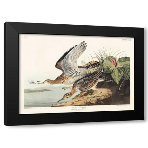 Bartram Sandpiper Black Modern Wood Framed Art Print with Double Matting by Audubon, John James
