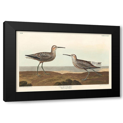 Long-legged Sandpiper Black Modern Wood Framed Art Print with Double Matting by Audubon, John James