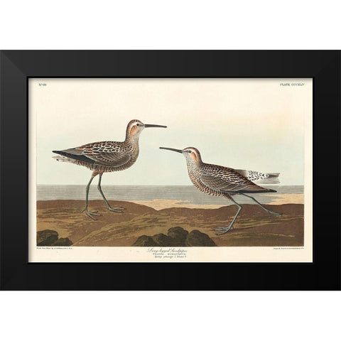 Long-legged Sandpiper Black Modern Wood Framed Art Print by Audubon, John James