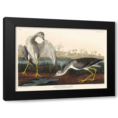 Tell-tale Godwit or Snipe Black Modern Wood Framed Art Print with Double Matting by Audubon, John James