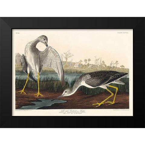 Tell-tale Godwit or Snipe Black Modern Wood Framed Art Print by Audubon, John James