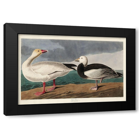 Snow Goose Black Modern Wood Framed Art Print with Double Matting by Audubon, John James