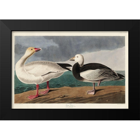 Snow Goose Black Modern Wood Framed Art Print by Audubon, John James