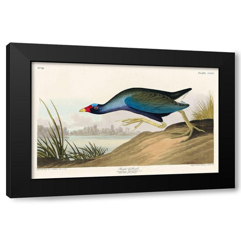Purple Gallinule Black Modern Wood Framed Art Print with Double Matting by Audubon, John James