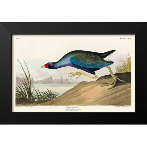 Purple Gallinule Black Modern Wood Framed Art Print by Audubon, John James