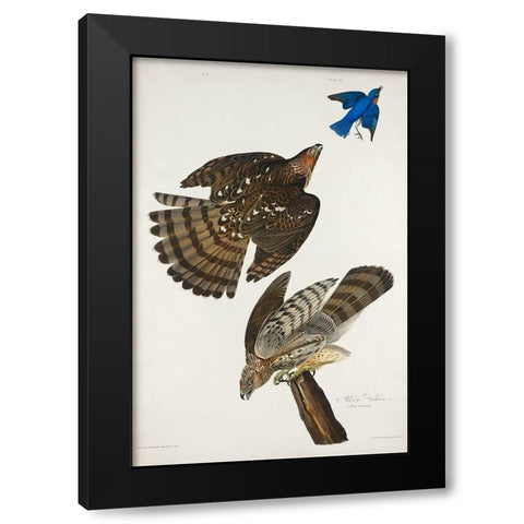 Stanley Hawk Black Modern Wood Framed Art Print with Double Matting by Audubon, John James