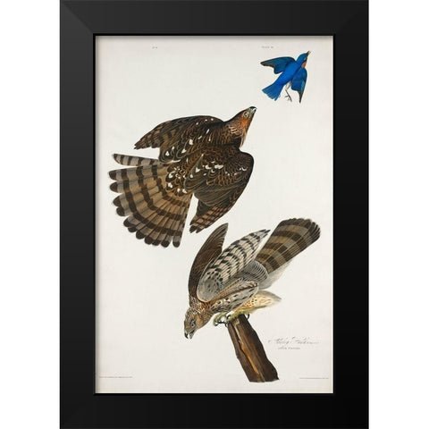 Stanley Hawk Black Modern Wood Framed Art Print by Audubon, John James