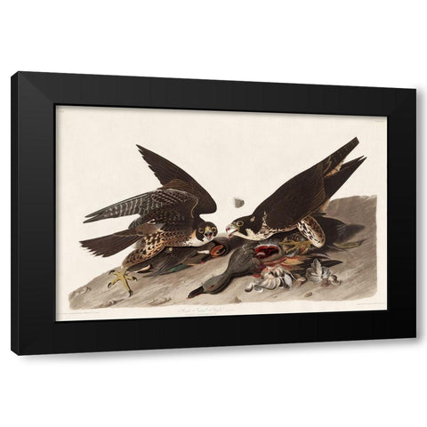 Great Footed Hawk Black Modern Wood Framed Art Print by Audubon, John James