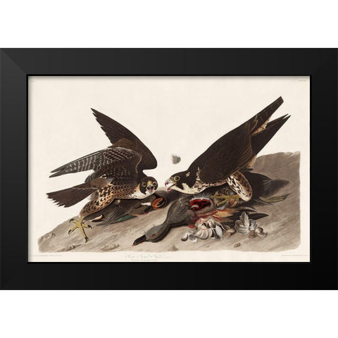 Great Footed Hawk Black Modern Wood Framed Art Print by Audubon, John James