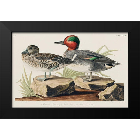 Green winged Teal Black Modern Wood Framed Art Print by Audubon, John James