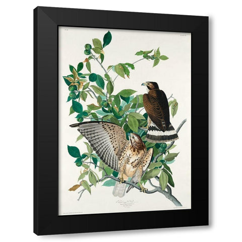 Broad-winged Hawk Black Modern Wood Framed Art Print by Audubon, John James