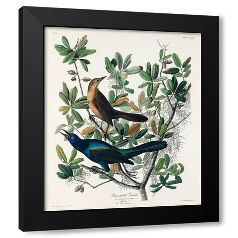 Boat-tailed Grackle Black Modern Wood Framed Art Print by Audubon, John James