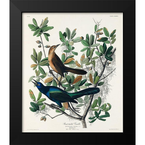 Boat-tailed Grackle Black Modern Wood Framed Art Print by Audubon, John James