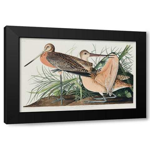 Great Marbled Godwit Black Modern Wood Framed Art Print by Audubon, John James