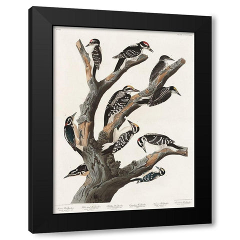 Marias Woodpecker Black Modern Wood Framed Art Print with Double Matting by Audubon, John James