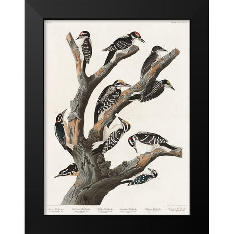 Marias Woodpecker Black Modern Wood Framed Art Print by Audubon, John James